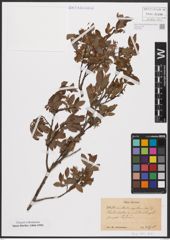 Foto von Salix aurita L. x Salix myrtilloides L.